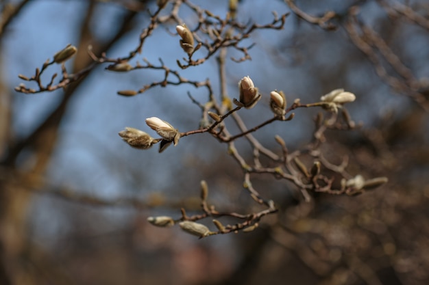 una rama de magnolia blanca florece en la primavera en el jardín