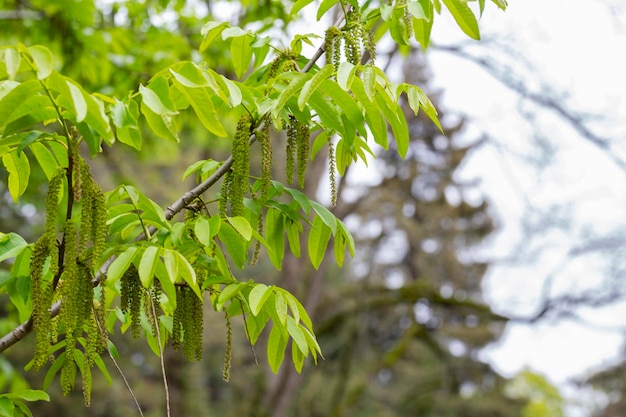 La rama de Manchurian nuttree Juglans mandshurica con amentos fondo de manantial natural