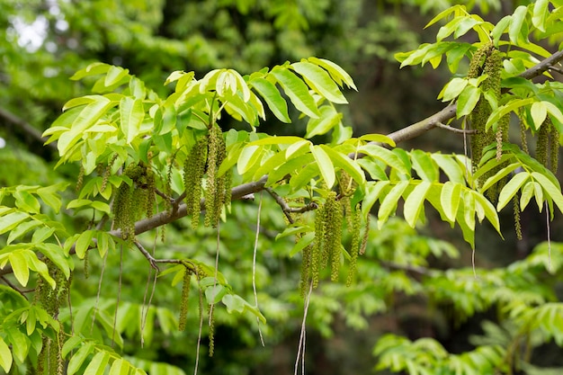 La rama de Manchurian nuttree Juglans mandshurica con amentos fondo de manantial natural