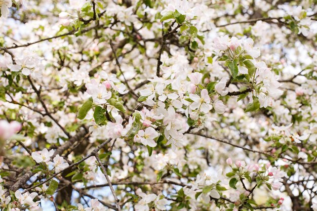 Rama de manzana de un árbol en flor en el fondo de la floración