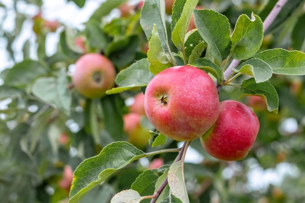 Rama de manzana con bayas rojas maduras en el jardín