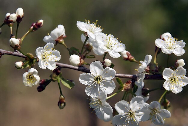 La rama de manzana en flor en un día soleado