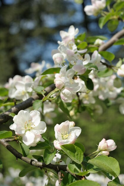 Foto rama de manzana floreciente