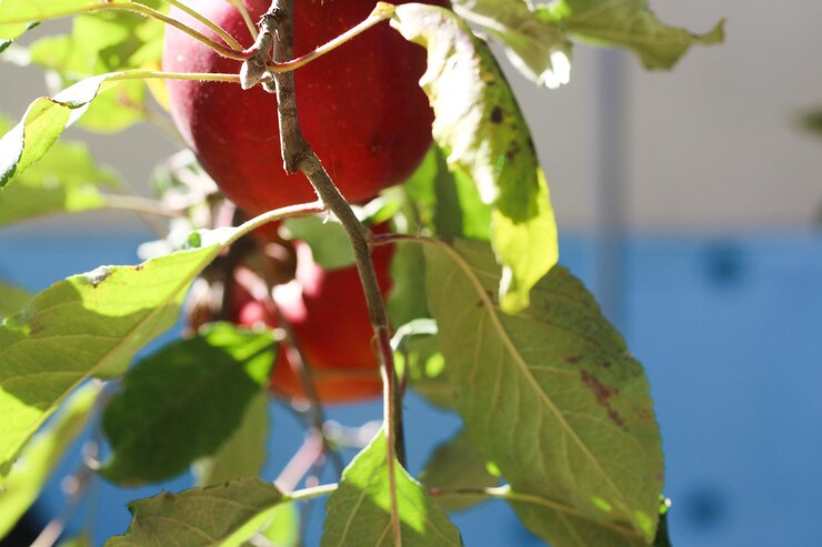 Una rama con una manzana roja en un árbol.