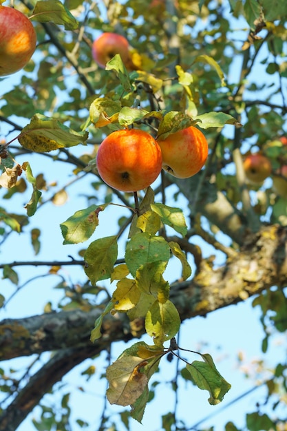 Rama con manzanas rojas amarillas en el manzano en otoño contra el cielo azul Frutas jugosas maduras de manzana Vertical