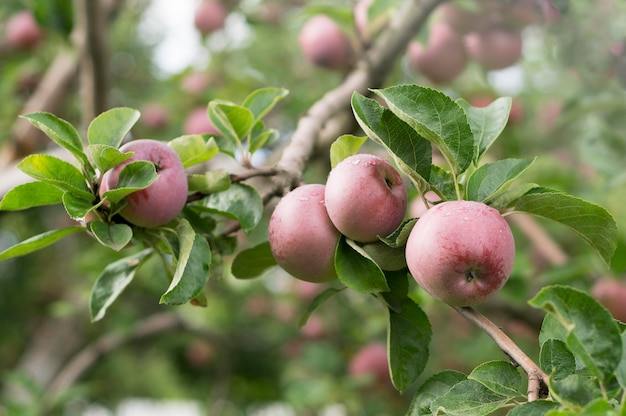 Foto rama del manzano con una abundante cosecha de las manzanas rojas maduras