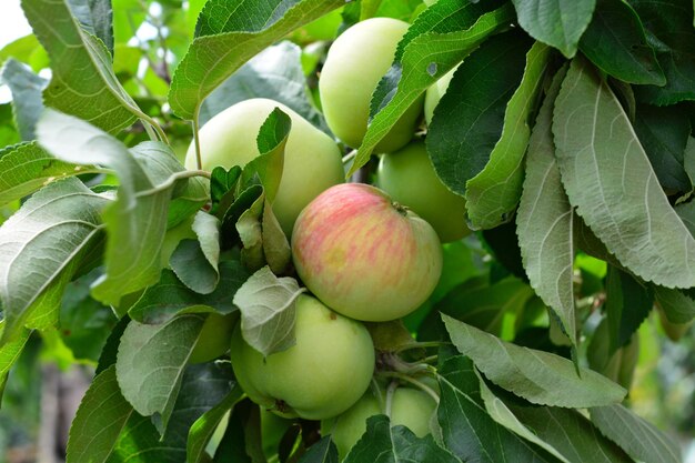 rama de manzano aislado con fruta de manzana madura en ella de cerca