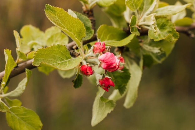 Una rama de un manzano con capullos de rosa en la primavera contra