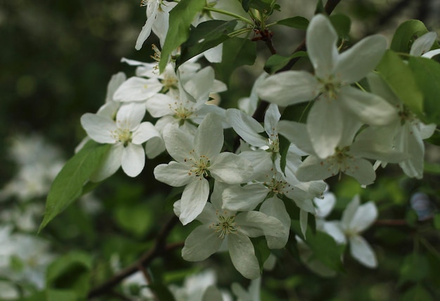 Una rama de un manzano en una flor con flores blancas y hojas verdes en primavera