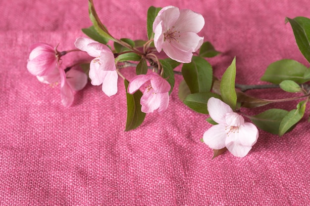 Una rama de un manzano en flor sobre una tela rosa brillante