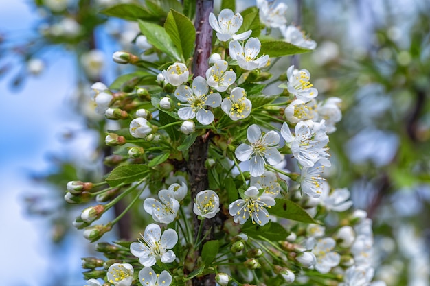 Una rama de un manzano con flores blancas florece en el jardín, de cerca, contra el cielo.