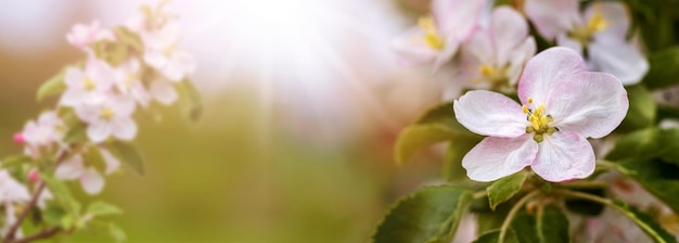 Una rama de un manzano con flores blancas y rosas en un árbol en un jardín en un clima soleado durante la puesta de sol