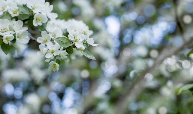 Rama de manzano con flores Fondo de flor de primavera