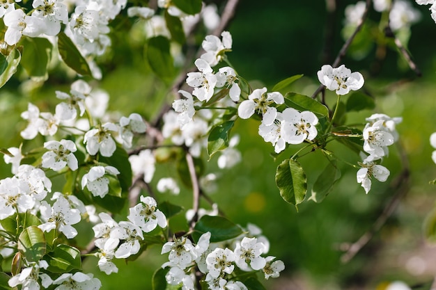 Rama de un manzano fresco con flores blancas en un jardín. Concepto de primavera, día soleado. De cerca, enfoque selectivo suave, espacio de copia