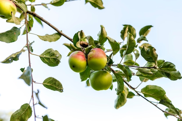 Rama de manzano con manzanas maduras