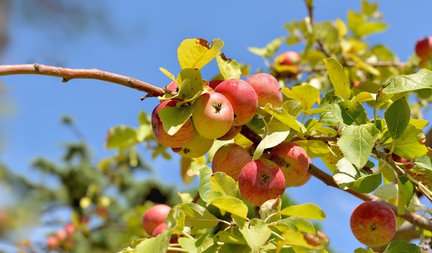 Rama de manzano con manzanas rojas maduras en el cielo azul