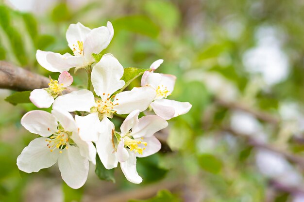 rama de manzano primavera antecedentes