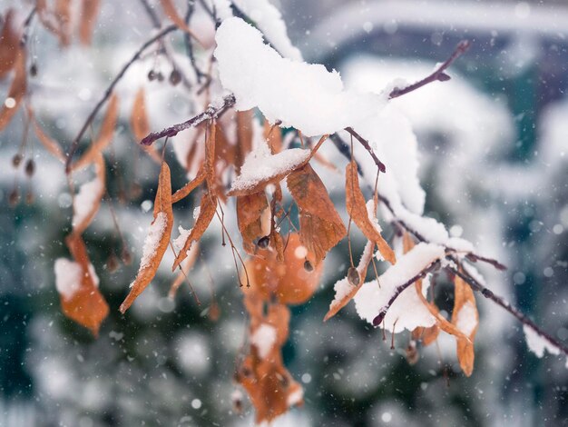 Una rama marchita cubierta de nieve