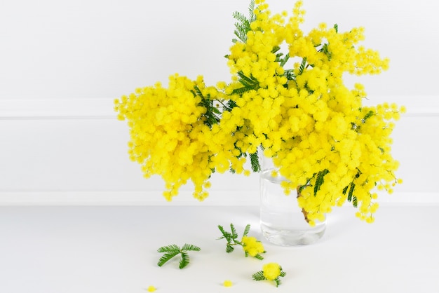 Rama de mimosa amarilla hermosa en el fondo blanco como saludo para Sant Valentine Day o el día de mamá.