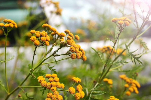 Rama de mimosa amarilla sobre fondo de vegetación