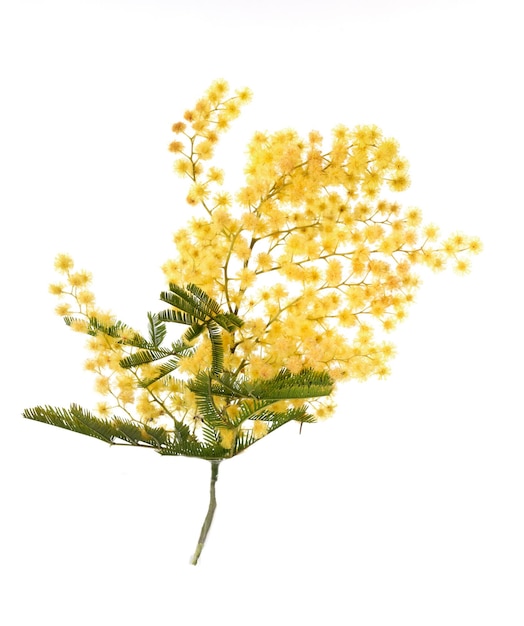 rama de la mimosa