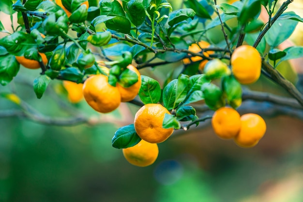 Rama de naranjas con hojas verdes en el árbol