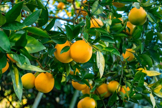 Rama de naranjas con hojas verdes en el árbol