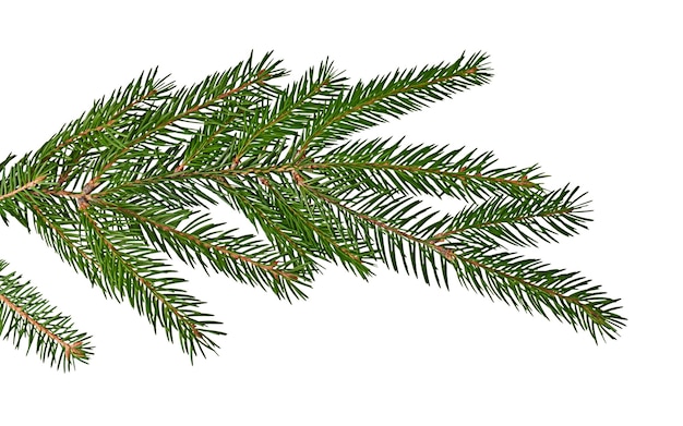Rama natural viva de un árbol de Navidad sobre un fondo blanco para tarjetas de Navidad