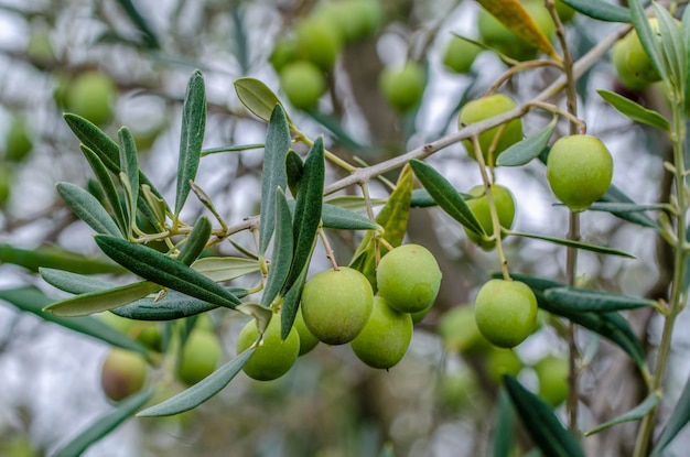 Rama de olivo con aceitunas