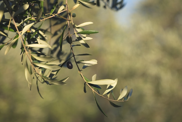 Rama de olivo entrega desde arriba en el jardín de olivos. Taggiasca o cultivar Cailletier. Enfoque selectivo, fondo verde desenfocado.