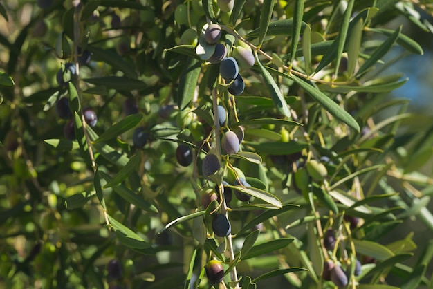 Rama de olivo entrega desde arriba en el jardín de olivos. Taggiasca o cultivar Cailletier. Enfoque selectivo, fondo verde desenfocado.