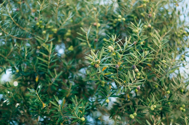 Rama de olivo con frutos olivares y jardines en montenegro