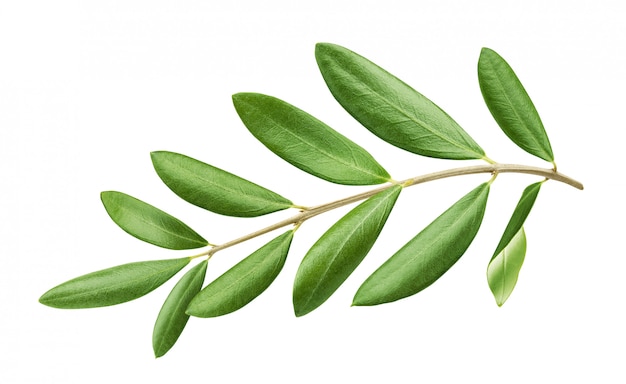 Foto rama de olivo con hojas verdes aisladas