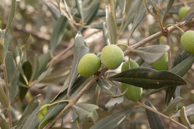 Rama de olivo verde con aceitunas verdes Foto de alta calidad