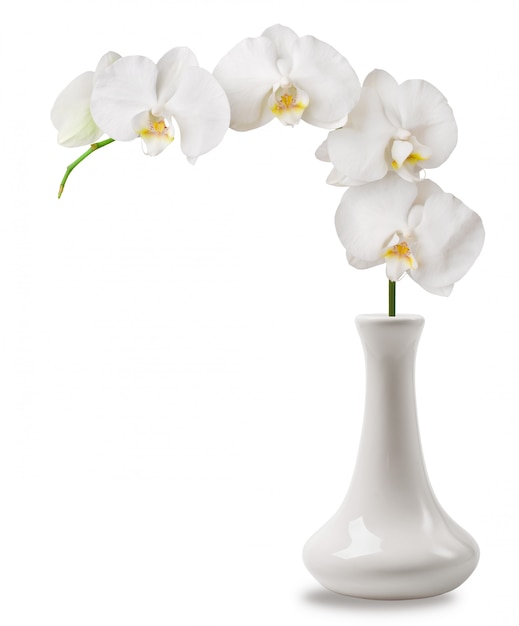 rama de orquídea blanca en florero
