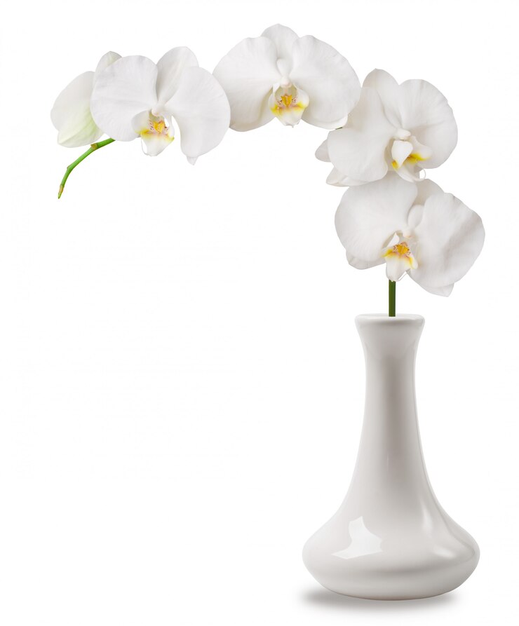 Foto rama de orquídea blanca en florero
