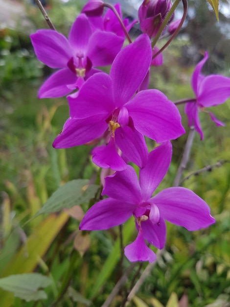 Foto la rama de la orquídea phalaenopsis con flores púrpuras y un solo brote de cerca