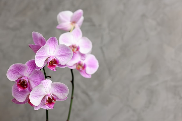 Rama de orquídea rosa de cerca