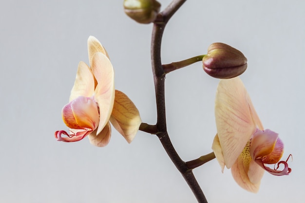 Rama de orquídeas beige y brotes en el fondo claro. Primer plano, enfoque selectivo