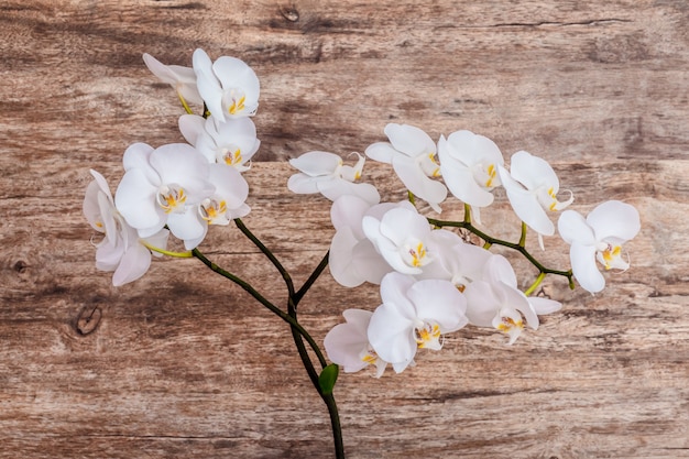 Una rama de orquídeas blancas