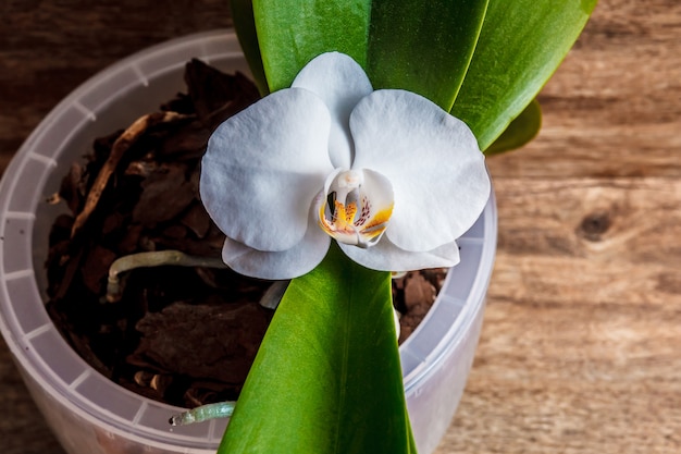 Una rama de orquídeas blancas