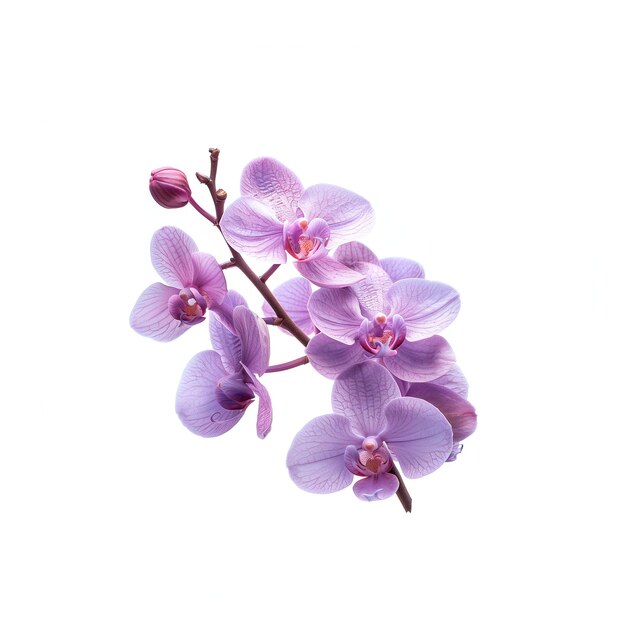 Rama de orquídeas púrpuras en fondo blanco IA generativa