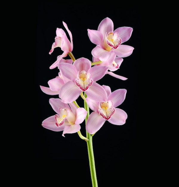 rama de orquídeas rosadas sobre fondo negro