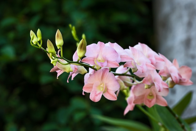 La rama de orquídeas rosadas