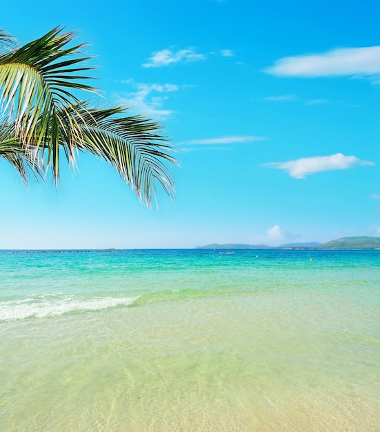 Rama de palma sobre una playa tropical en un día claro