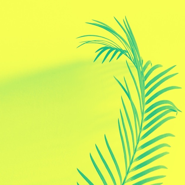 Rama de palma y sombra sobre fondo amarillo Colores vibrantes de neón