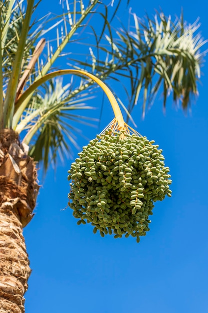 Rama de palmera datilera con dátiles verdes inmaduros sobre fondo de cielo azul en Sharm El Sheikh, Egipto, África