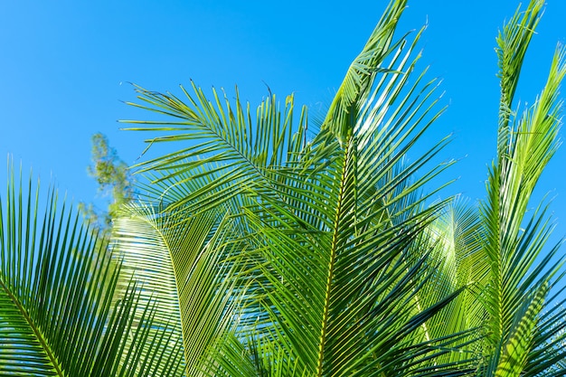 Rama de palmera en los trópicos bajo el cielo abierto