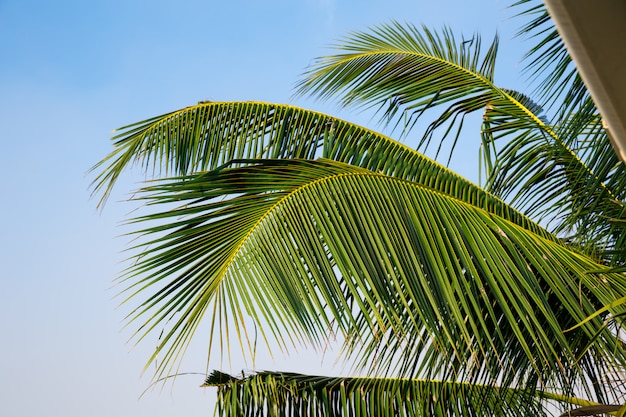 Rama de palmera verde, cielo azul de fondo, Ceilán. Paisaje de sri lanka