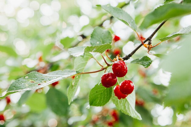 Una rama de pequeñas cerezas rojas con gotas de lluvia.